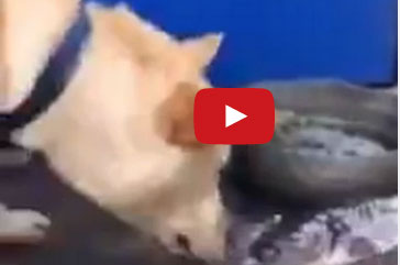 كلب يحاول انقاذ سمكة