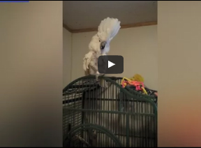 شاهد ببغاء ينظف منقاره على طريقة البشر