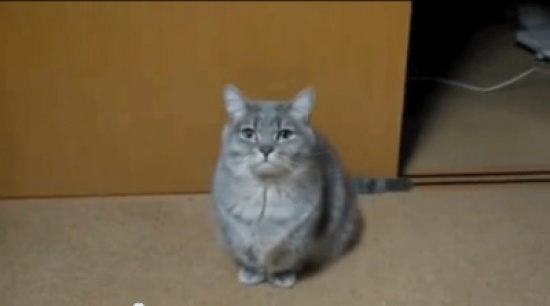 القطط اليابانية مؤدبة و تستأذن لتناول الطعام