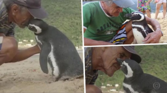 شاهد: بطريق غريب يفكِّر كالبشر.. يقطع 8000 كم سنوياً ليزور شخصاً أنقذه من الموت