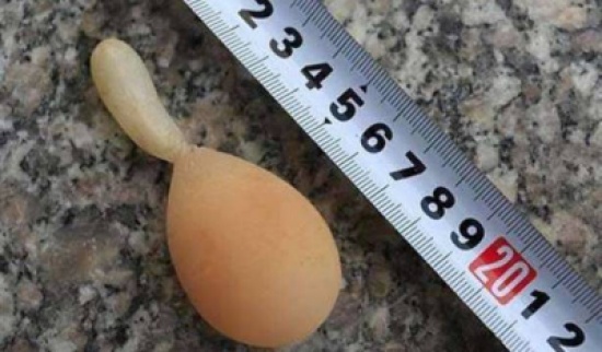 دجاجة في الصين تبيض بيضة مع ذيل!