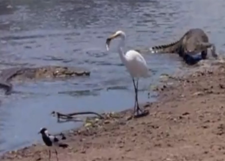 تمساح ضد طير.. فمن يربح؟