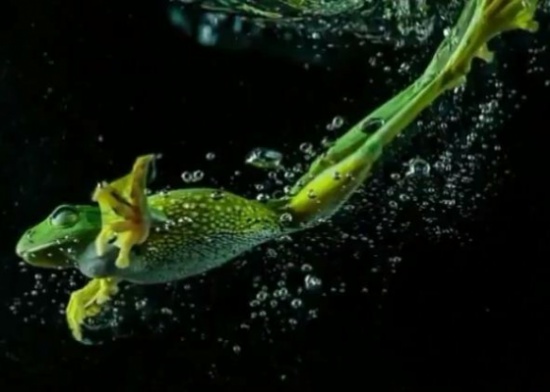 شاهد.. حياة ضفدعة تحت الماء
