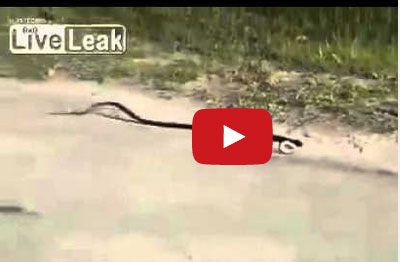 ثعبان يرقص على نغمات موسيقية صاخبة