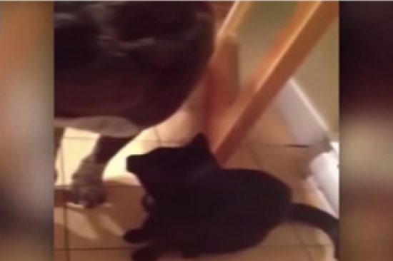 شاهد: قطة تعانق كلبًا بعد غياب 10 أشهر