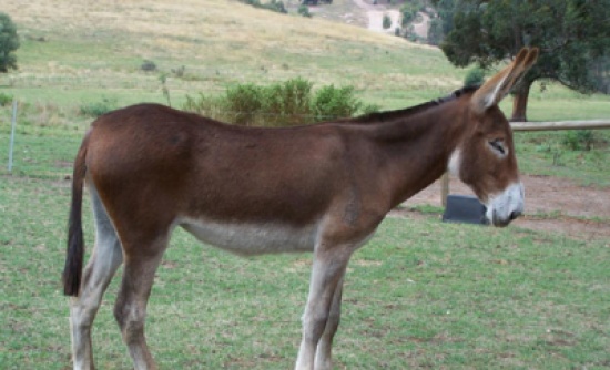 "حمار" يصيب طفلا بجراح خطيرة في مادبا