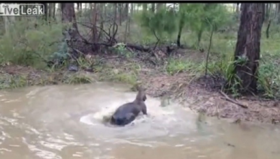 كنغر يعاقب كلباً بطريقة طريفة