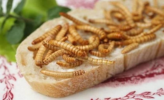 برغر محشو بالحشرات ! برغر محشو بالحشرات !