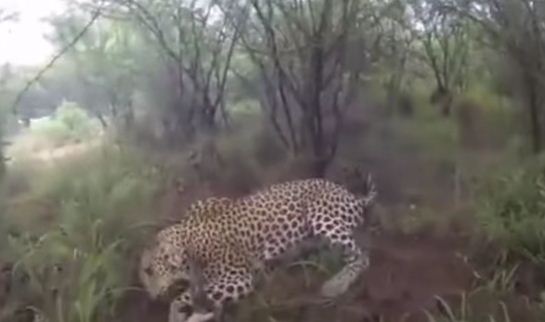 نمر يفاجئ شاب سعودي وأصدقاءه في غابة أفريقية