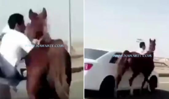 شاهد بطريقة بطولية.. سعودي يخاطر بنفسه لإنقاذ السائقين من خيل هائج