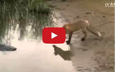بالفيديو :  ثعلب يحاول اصطياد سمكة عملاقة بواسطة حبل