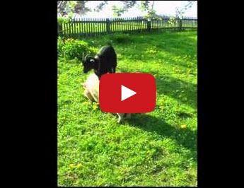 عنزة تمتطي خنزيراً