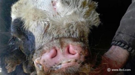 بالصور.. ولادة «ثور» مشوه بثلاثة عيون وأنفين