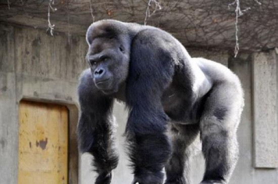 صور: غوريلا يثير جنون الفتيات في اليابان