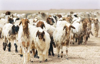 الكرك: مراكز توزيع الاعلاف تشهد ازدحاما من مربي الثروة الحيوانية