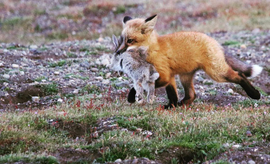 بالفيديو: نسر يباغت ثعلباً وينتزع أرنباً من بين فكيه