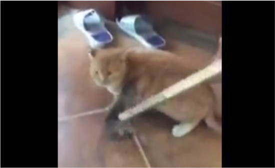 بالفيديو: فأر يتمرّد على الطّبيعة.. ويهاجم قطاً!