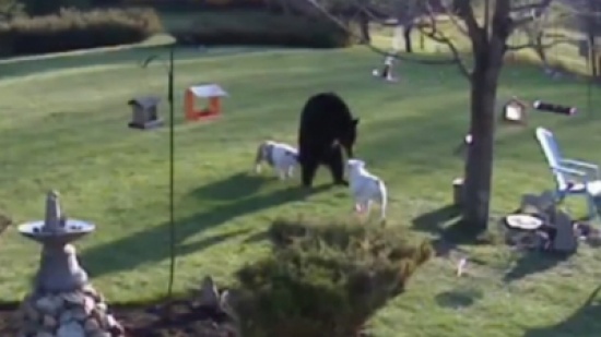 دب تسلل إلى حديقة منزل  !