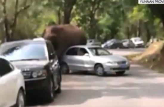 شاهد.. فيل هائج يحطم 15 سيارة في محمية طبيعية