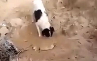 كلب يدفن جروا ميتا