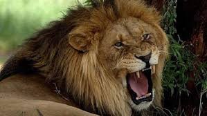 بالفيديو: شاهد لحظات محرجة للأسد في المعركة!