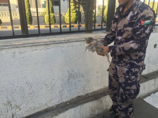 بالصور : الدفاع المدني ينقذ قطة صغيرة علقت لساعات داخل مركبة في عمان