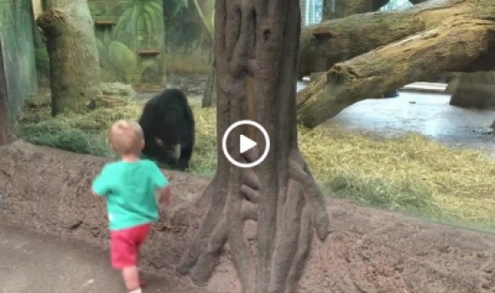 بالفيديو.. غوريلا صغير يلعب الغمّيضة مع طفل