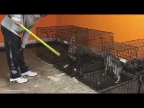 مدرب يعذب كلباً داخل قفص بعصا غليظة