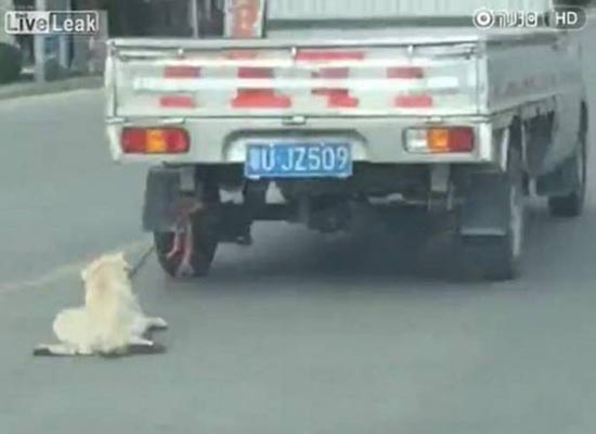 فيديو: ربط الكلب في مؤخرة سيارته وسحبه على بطنه في الشوارع