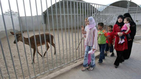 غزال الجبل الفلسطيني مهدد بالانقراض