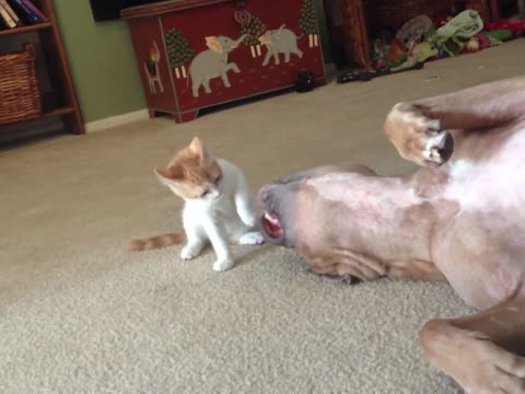 تحدي بين قطة و كلب