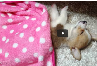 شاهد.. جرو صغير يرفض الاستيقاظ من النوم