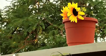 المزهرية العجيبة