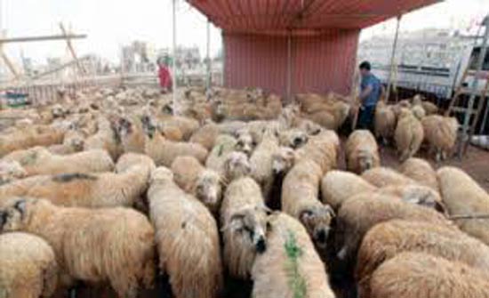 توجه لاعتماد آليات جديدة لاستيراد الأغنام الحية