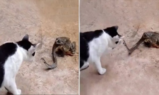 شاهد.. ضفدع يحاول التهام ثعبان أثناء عراكه مع قط