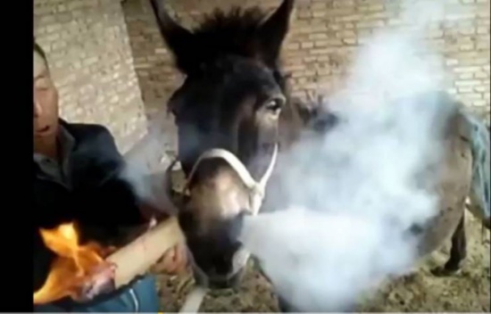 فيديو| صيني يدلل حماره بسيجار ضخم كل يوم