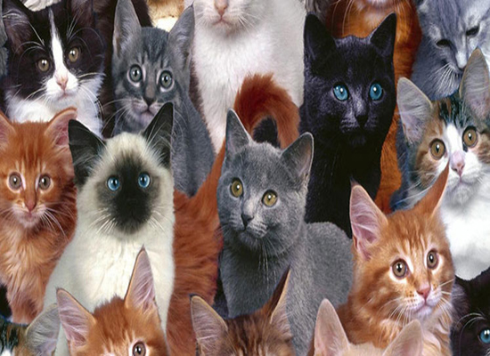 بالفيديو: عشرات القطط تهرع باتجاه سعودي لهذا السبب