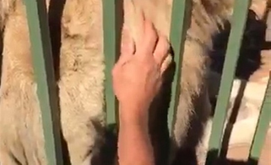 شاهد.. متهور حاول مداعبة بحديقة للحيوان فكانت النتيجة "كارثة"