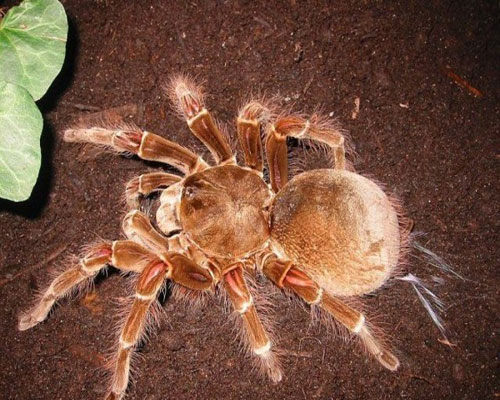 أكبر عنكبوت في العالم ( صور )