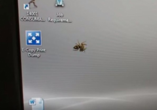 شاهد.. موظف يلاعب عنكبوت بمؤشر الفأرة على حاسبه