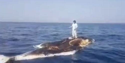 شاهد.. شاب خليجي يصطاد السمك فوق حوت ميت‎