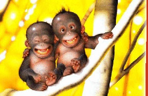 عائلة بريطانية تبحث عن عريس لقردتها الوحيدة 