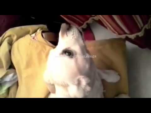 شاهد.. كلب مدريدي حتى النخاع