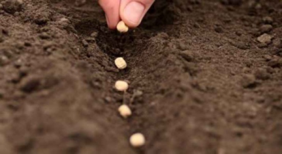 الحنيفات: الاردن يعتبر اول دولة عربية منتجة للبذور الزراعية