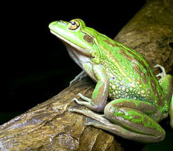 إنذار مبكر بالزلازل تحت جلد الضفادع