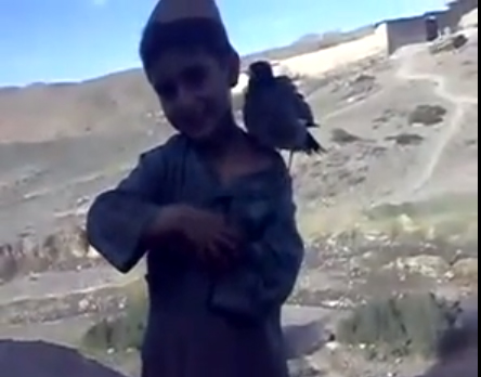 حمامة تتأثر ببكاء طفل