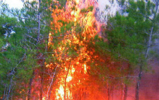 اخماد حريق مفتعل لمستنبت حرجي في اربد