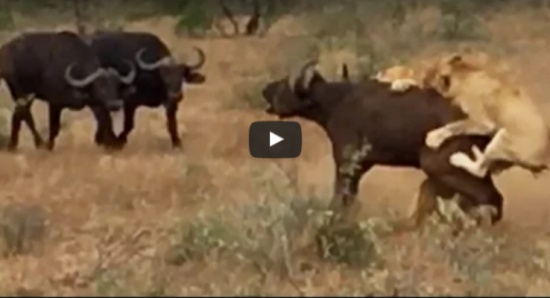 شاهد| جواميس تُنقذ إحداها بالوقت القاتل من أمام أسدين!