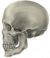 الصفيحات الغربالية في قاع الجمجمة.. تصنيف طبي جديد لاكاديمي اردني