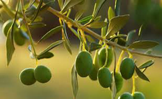 زراعة إربد تقدر كميات ثمار الزيتون المتوقعة للموسم الحالي ب 69 ألف طن